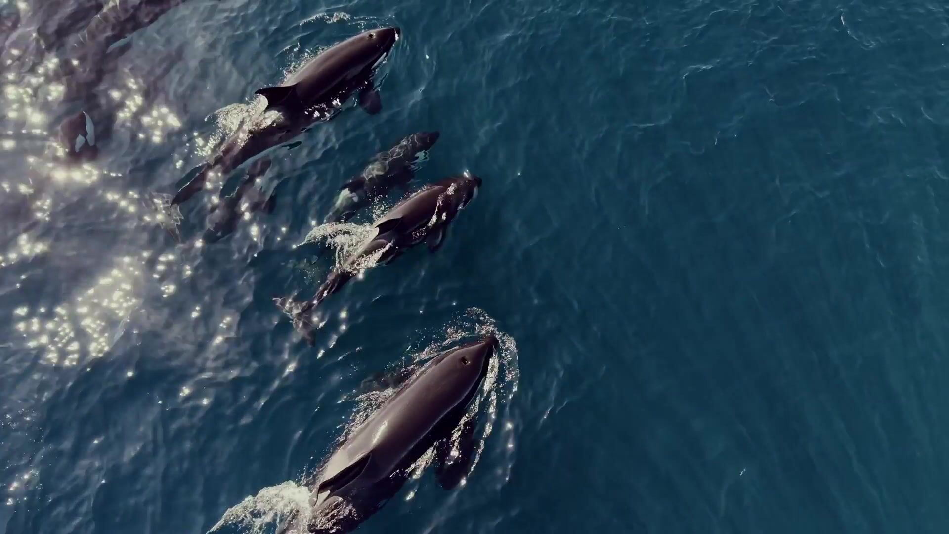 Orca pod swimming in the Sea of Cortez near La Ventana